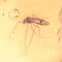 Rare Weevil, Male Ant, Biting Midge And Wasp In Dominican Amber.