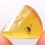 Rare Weevil And Wasp In Dominican Amber.