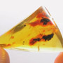 Rare Weevil And Two Wasps In Dominican Amber.