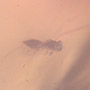 Rare Weevil And Two Wasps In Dominican Amber.