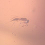 Rare Weevil And Two Wasps In Dominican Amber.