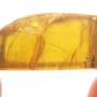 Rare Weevil And Gall Midge In Dominican Amber