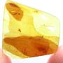 Rare Whip Scorpion In Dominican Amber