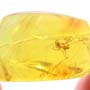 Rare Wind Scorpion In Dominican Amber