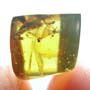Rare Winged Termite With Wasp Clinging On Its Wing In Dominican Amber.