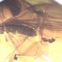 Rare Winged Termite With Wasp Clinging On Its Wing In Dominican Amber.