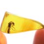 Rare Winged Termite With Wasp Clinging On Its Head In Dominican Amber.