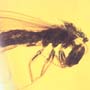 Rare Winged Termite With Wasp Clinging On Its Head In Dominican Amber.