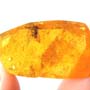 Rare Wood Gnat And Stingless Bee Fighting And Stingless Bee In Dominican Amber