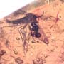 Rare Wood Gnat And Stingless Bee Fighting And Stingless Bee In Dominican Amber