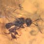 Rare Wood Gnat And Stingless Bee Fighting And Stingless Bee In Dominican Amber