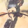 Rare Worker Ant Clinging On A Twig And Two Worker Ants In Dominican Amber.