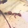 Rare Worker Ant Clinging On A Twig And Two Worker Ants In Dominican Amber.