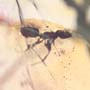 Rare Worker Ant Clinging On A Twig And Two Worker Ants In Dominican Amber.
