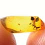 Rare Instar Clinging On A Wasp's Leg In Dominican Amber.