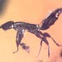 Rare Instar Clinging On A Wasp's Leg In Dominican Amber.