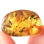 Rare Interaction Of Black Scavenger Flies In Dominican Amber