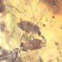 Rare Interaction Of Black Scavenger Flies In Dominican Amber