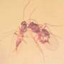 Rare Interaction Of Fungus Gnat And Sand Fly In Dominican Amber
