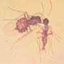 Rare Interaction Of Fungus Gnat And Sand Fly In Dominican Amber