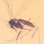 Rare Interaction Of Fungus Gnat And Sand Fly In Dominican Amber