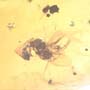 Rare Interaction Of Queen Ant And Moth Fly In Dominican Amber