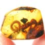 Rare Millipede In Dominican Amber.