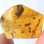 Rare Isopod And Seed Pod In Dominican Amber.