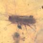 Rare Isopod And Seed Pod In Dominican Amber.