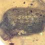 Rare Isopod And Seed Pod In Dominican Amber.