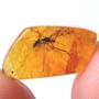 Rare Lots Of Mite, Fungus Gnat, 2 Pomace Flies, Scuttel Fly, Snipe Fly, Scelionid Wasp, 3 Gall Midges, Biting Midge And Botanical In Dominican Amber
