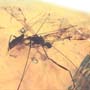 Rare Isopod And Crane Fly In Dominican Amber