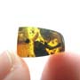 Rare Opening Seed In Dominican Amber.