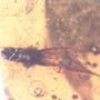 Rare Isopod And Breached Winged Seed In Dominican Amber.