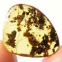 Rare Long Legged Fly With Egg In Dominican Amber