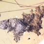 Rare Isopod, Two Black Scavenger Flies And Turd In Dominican Amber
