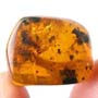 Rare Pseudoscorpion, Spider And Planthpper In Dominican Amber.