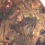 Rare Isopod And Spider In Dominican Amber.