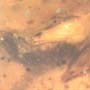 Rare Isopod Interact With Cricket In Dominican Amber