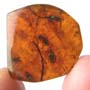 Rare Jumping Plant Lice In Dominican Amber