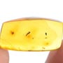 Rare Jumping Plant Lice In Dominican Amber