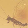 Rare Jumping Plant Lice And Gall Midge In Dominican Amber