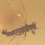 Rare Jumping Plant Lice And Gall Midge In Dominican Amber