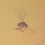Rare Jumping Plant Lice And Gall Midge In Dominican Amber