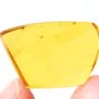 Rare Jumping Plant Lice And Leafhopper In Dominican Amber
