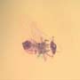 Rare Jumping Plant Lice And Barklouse In Dominican Amber