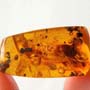 Rare Large Bloated Worker Termite In Dominican Amber.