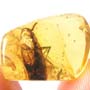 Rare Large Cockroach In Dominican Amber.