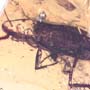 Rare Large Cockroach In Dominican Amber.