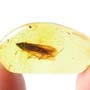 Rare Larval Case Of Tineid Moth And Huge Leaf In Dominican Amber.